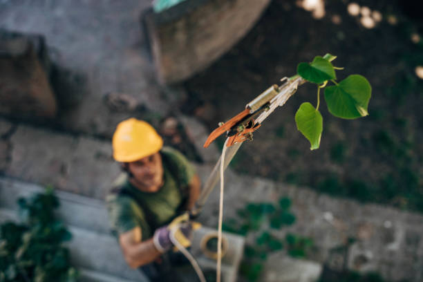 Best Arborist Consultation Services  in Boardman, OR