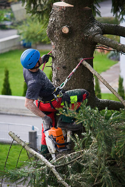 Boardman, OR  Tree Services Company