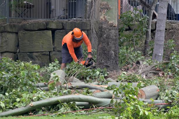 Best Tree Trimming and Pruning  in Boardman, OR